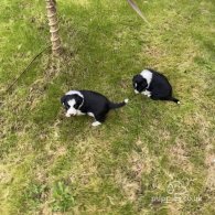 Border Collie - Both