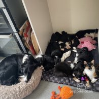 Border Collie - Both