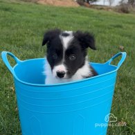 Border Collie - Both