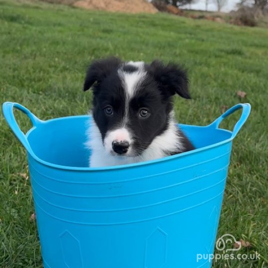 Border Collie - Both