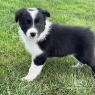 Border Collie - Both