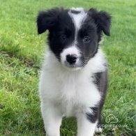 Border Collie - Both