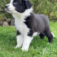 Border Collie - Both