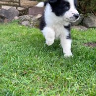 Border Collie - Both