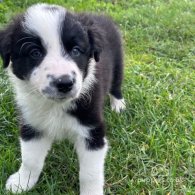 Border Collie - Both