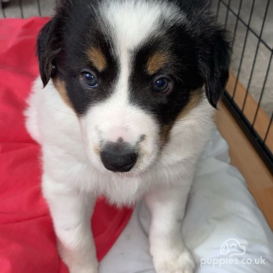 Border Collie - Both