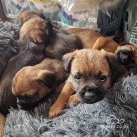 Border Terrier - Bitches