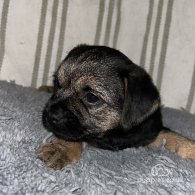 Border Terrier - Dogs