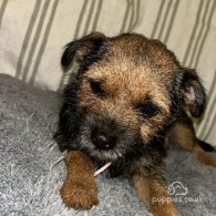 Border Terrier - Dogs