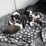 Boston Terrier - Bitches