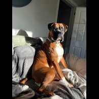 Boxer