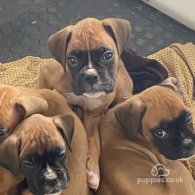 Boxer - Both