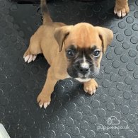 Boxer - Both