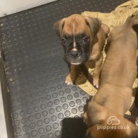 Boxer - Both