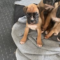 Boxer - Both