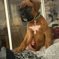 Boxer - Both