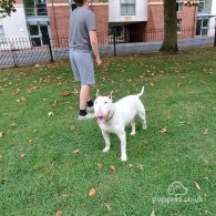 Bull Terrier - Both