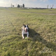 Bull Terrier - Both