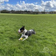 Bull Terrier - Both