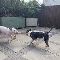 Bull Terrier - Both