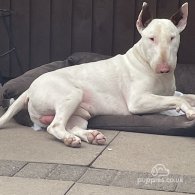 Bull Terrier - Both