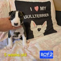 Bull Terrier - Both