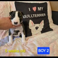 Bull Terrier - Both