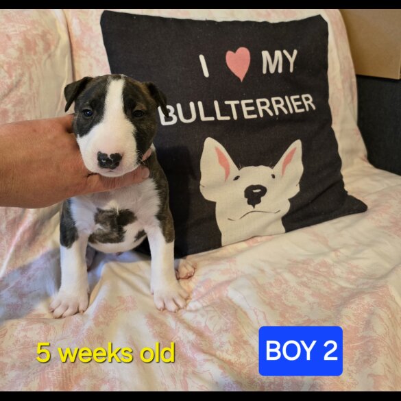 Bull Terrier - Both