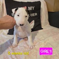 Bull Terrier - Both