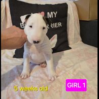 Bull Terrier - Both