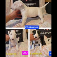 Bull Terrier - Both