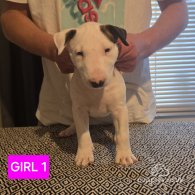 Bull Terrier - Both