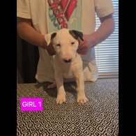 Bull Terrier - Both