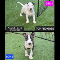 Bull Terrier - Both