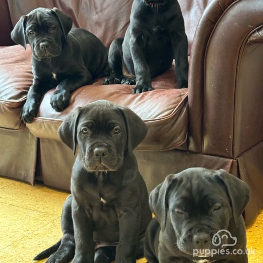 Cane Corso - Both