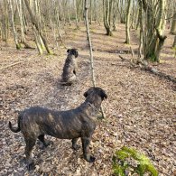 Cane Corso - Both