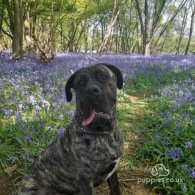 Cane Corso - Both