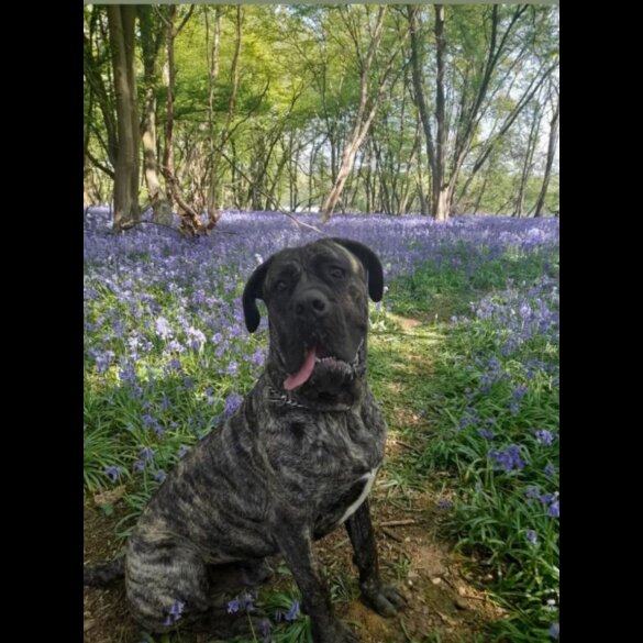 Cane Corso - Both