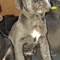 Cane Corso - Dogs