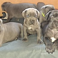 Cane Corso - Dogs