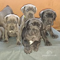 Cane Corso - Dogs