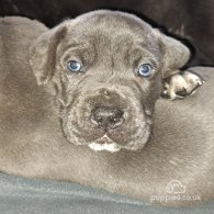 Cane Corso - Dogs