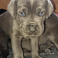 Cane Corso - Dogs