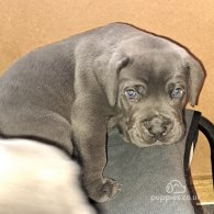 Cane Corso - Dogs