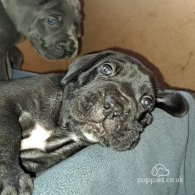 Cane Corso - Dogs