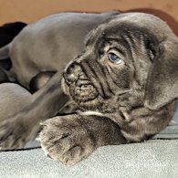 Cane Corso - Dogs