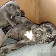 Cane Corso - Dogs