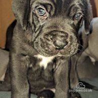 Cane Corso - Dogs