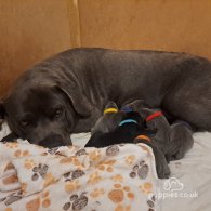 Cane Corso - Dogs