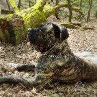 Cane Corso - Both